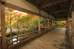 色づきはじめ（常照皇寺①）