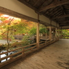 色づきはじめ（常照皇寺①）