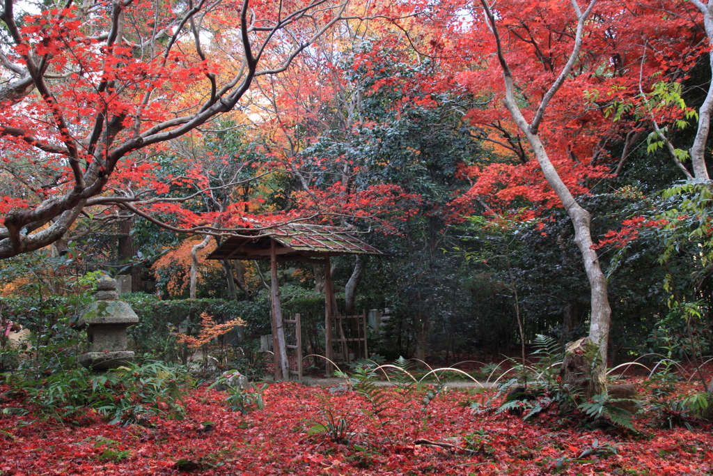 2017秋紅葉（厭離庵）