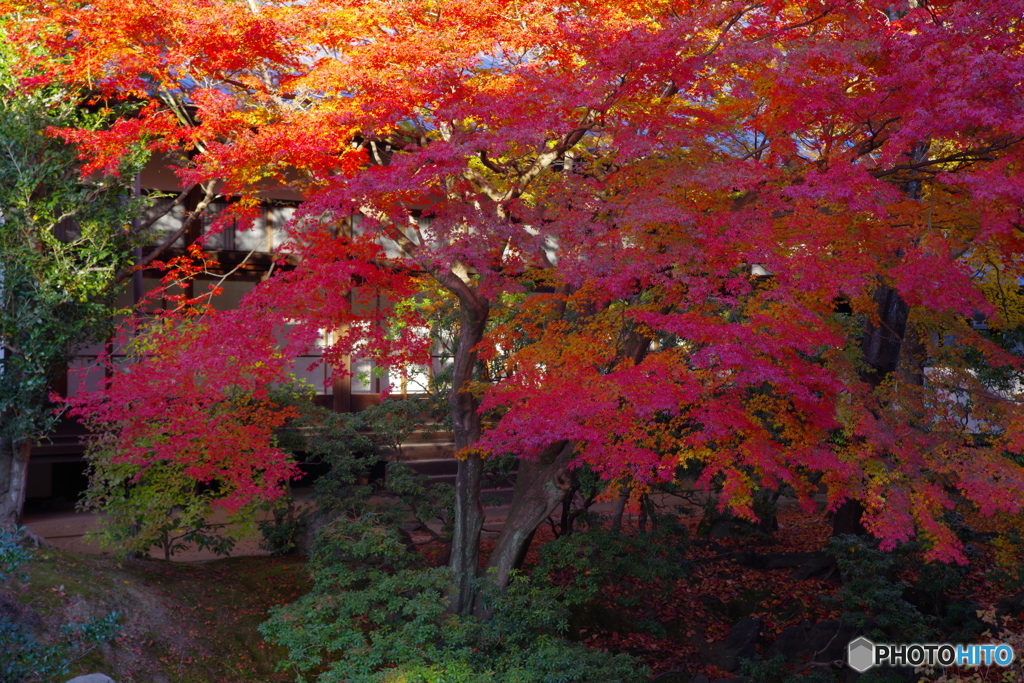 2019紅葉（相国寺1）