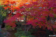 2019紅葉（相国寺1）