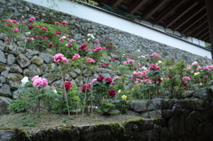 奈良・花紀行6（長谷寺・ぼたん3）