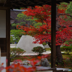 慈照寺銀閣の紅葉3（2020京都紅葉）