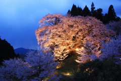 2018桜紀行（佛隆寺　千年桜ライトアップ）