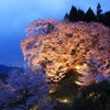 2018桜紀行（佛隆寺　千年桜ライトアップ）
