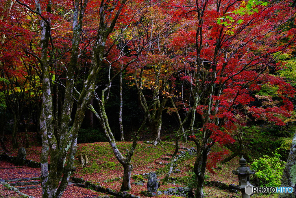 2018紅葉（鶏足寺3）