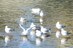 鴨川にてユリカモメ2