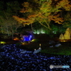 宝厳院の紅葉ライトアップ3（2020京都紅葉）