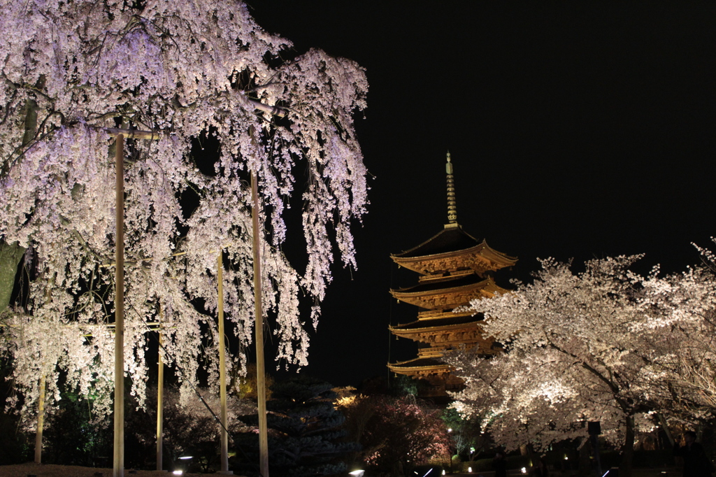 2014京都・桜　3（東寺）
