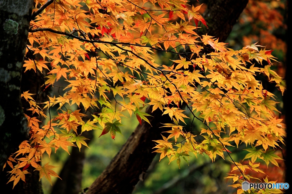 2015紅葉（みたらい渓谷3・色づき始め）