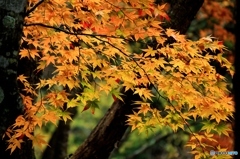 2015紅葉（みたらい渓谷3・色づき始め）