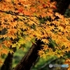2015紅葉（みたらい渓谷3・色づき始め）
