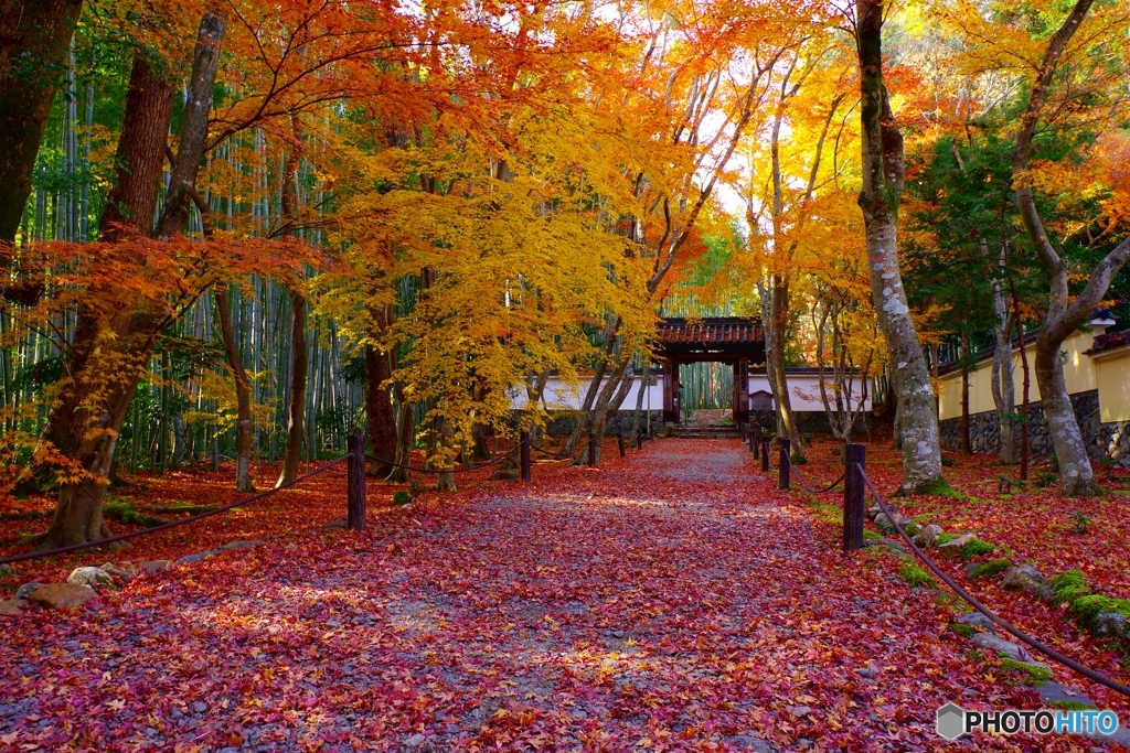 2019紅葉（地蔵院　竹の寺）