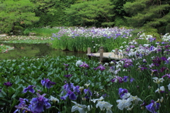 初夏の平安神宮5（西神苑・花菖蒲3）