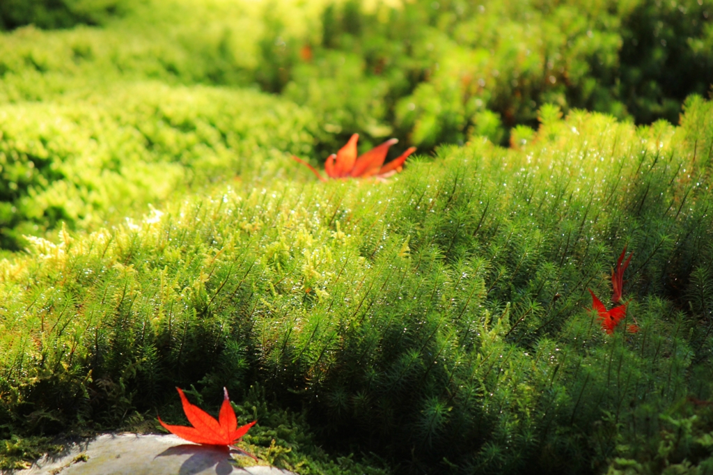 2014紅葉・瑠璃光院⑧（苔と散紅葉）