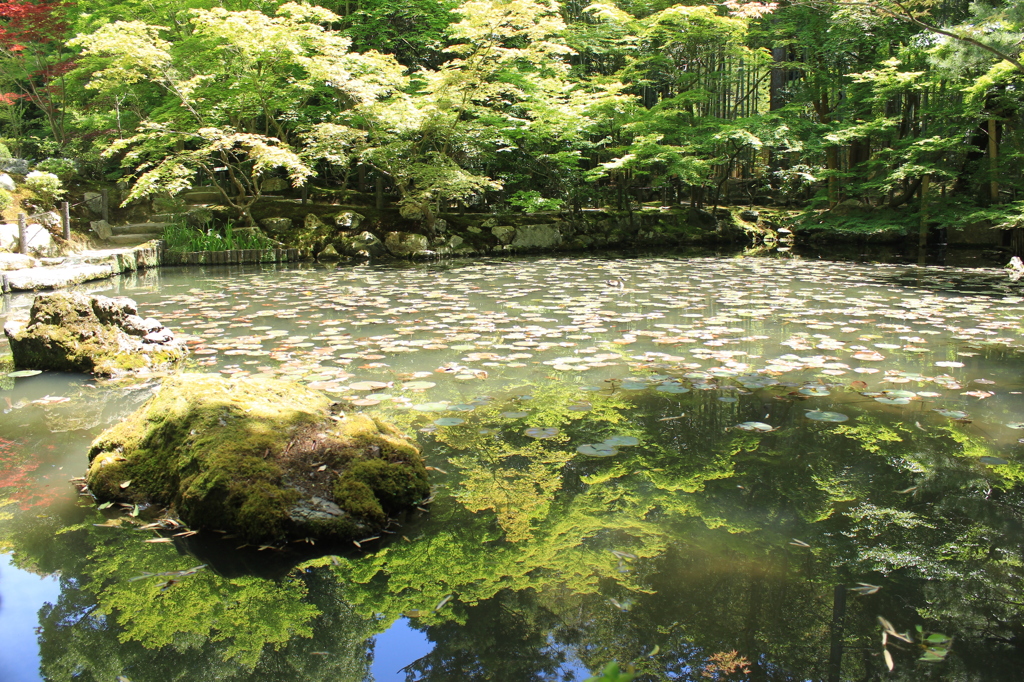 青もみじ(天授庵1）