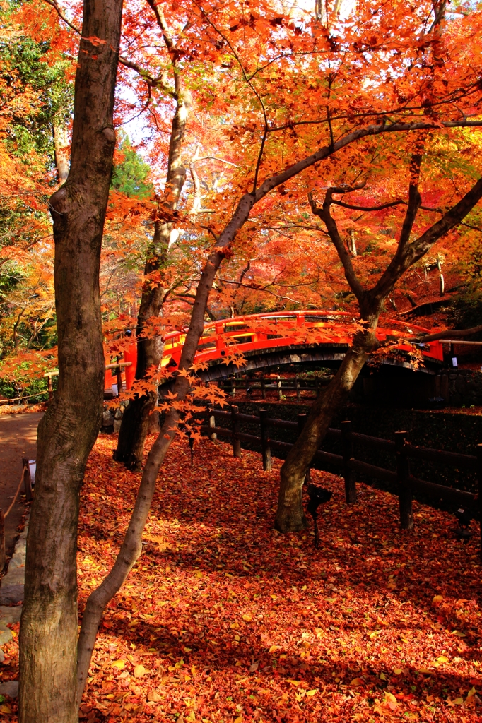 紅葉・北野天満宮もみじ苑②（鶯橋1）