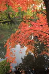 紅葉・天授庵4（書院南庭3）