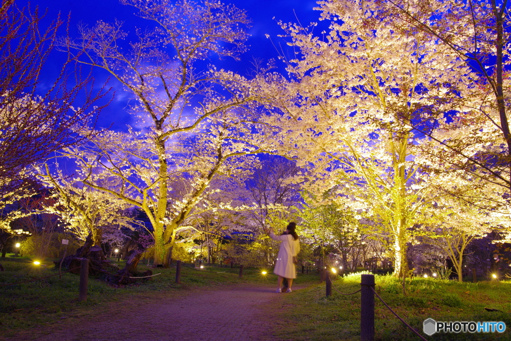 ふたりの空間・府立植物園4（’22京さくら）