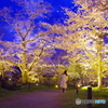 ふたりの空間・府立植物園4（’22京さくら）