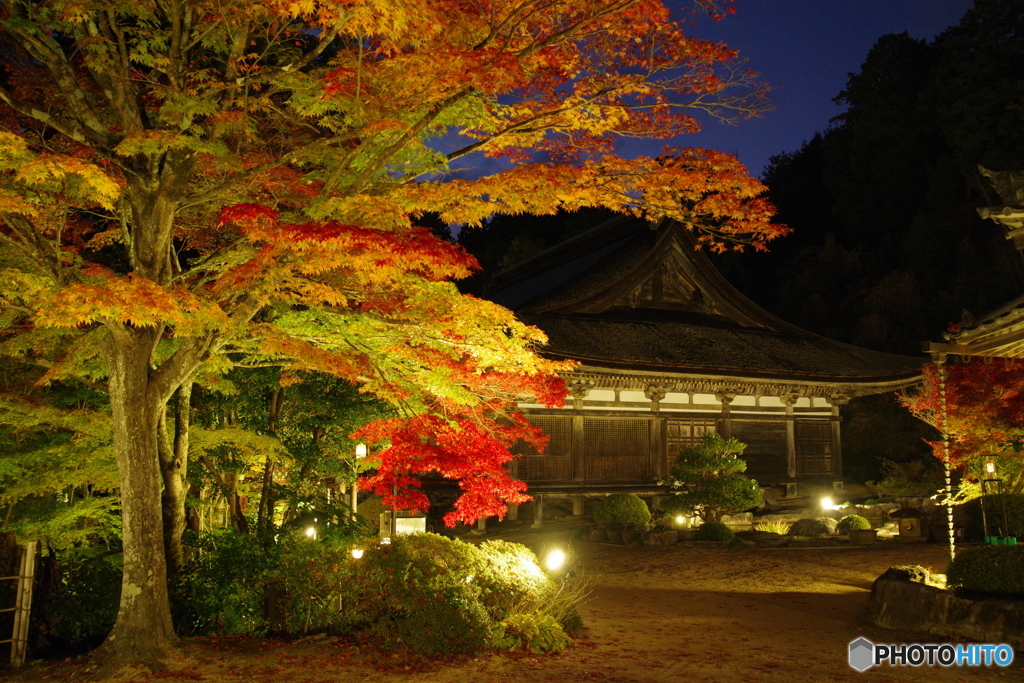 湖南三山の紅葉4（善水寺ライトアップ 三色紅葉と本堂　2022紅葉）