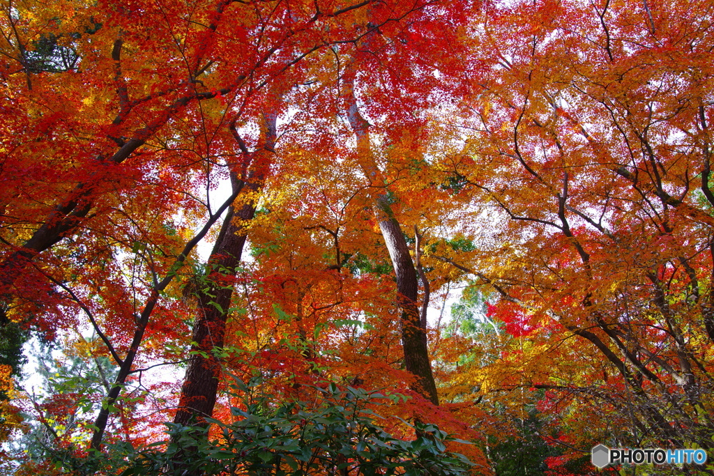 フィナーレの紅葉（2020京都紅葉）