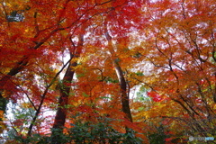 フィナーレの紅葉（2020京都紅葉）