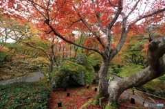 2015紅葉（宝厳院1）