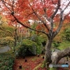 2015紅葉（宝厳院1）