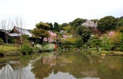 2015・桜めぐり⑥（法金剛院　庭園）