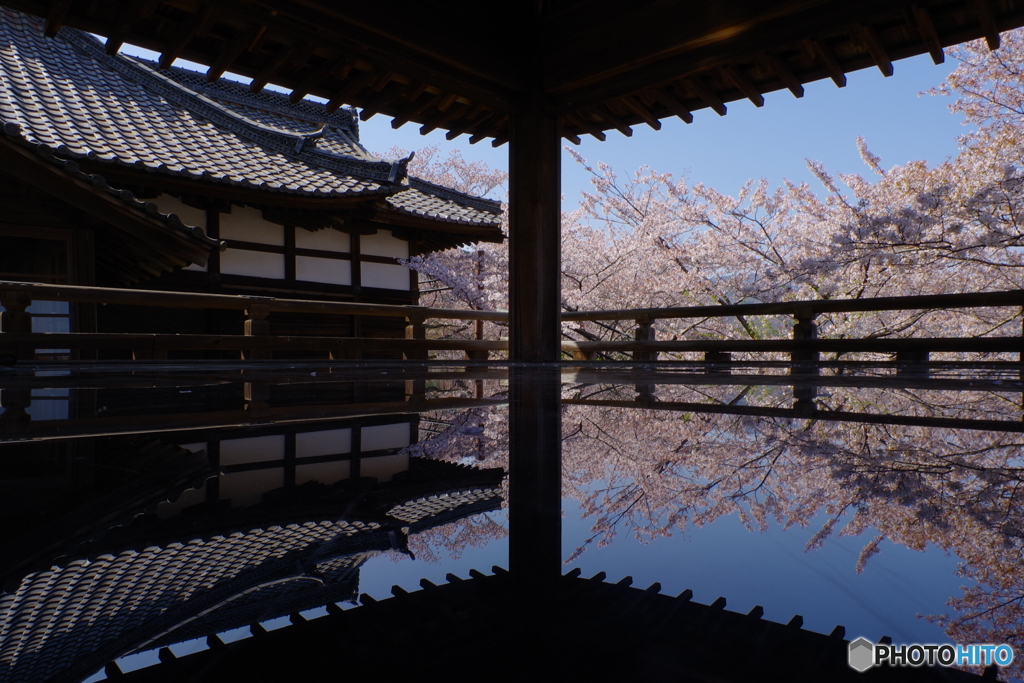 桜リフレクション1（’22さくら紀行 三井寺1・観月舞台）