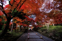 紅葉・毘沙門堂①（勅使門への参道）