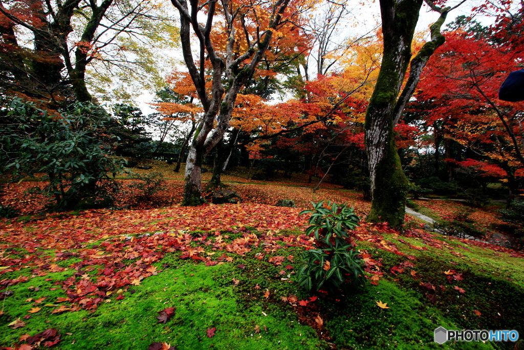 2016秋景色4（紅葉　修学院離宮3）