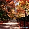 2015紅葉（光明寺1）