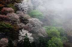 2015・桜めぐり⑬（吉野桜霧中幻想3）