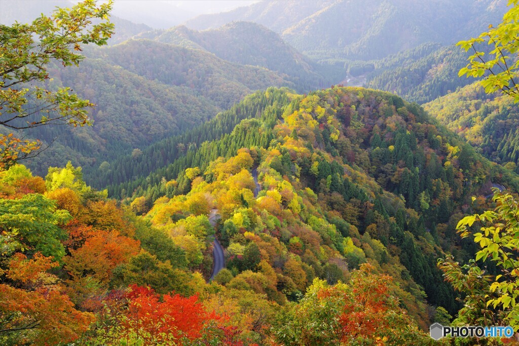 小入谷の紅葉（朝日に輝く）