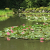 初夏の平安神宮3（中神苑・睡蓮2）