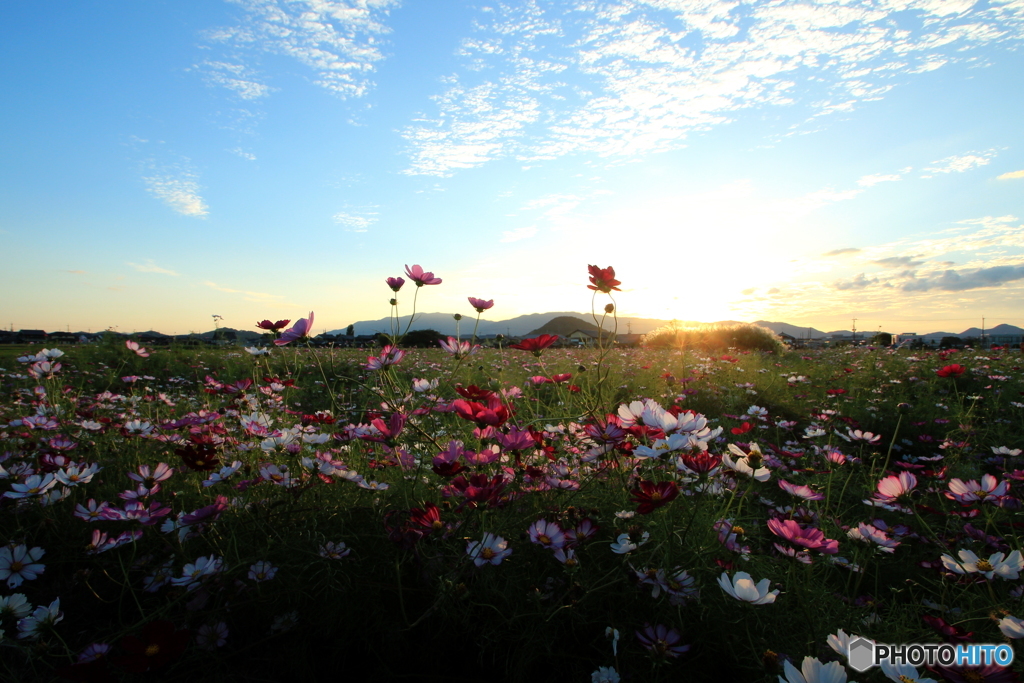 秋桜（藤原宮跡1）