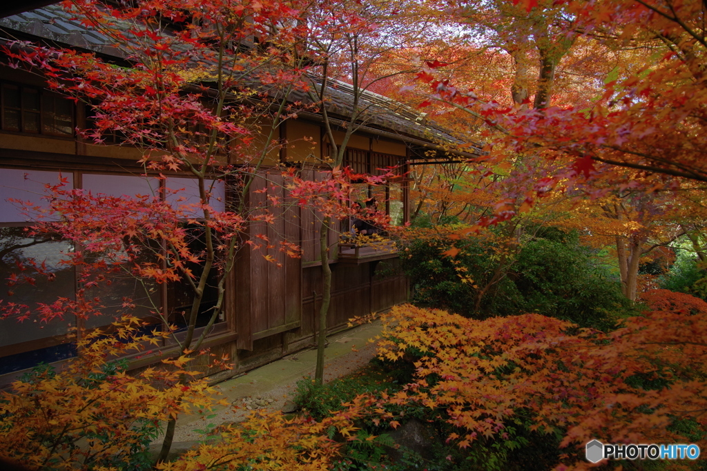 瑠璃光院の紅葉3(through the glass)