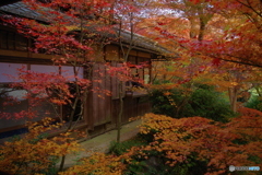 瑠璃光院の紅葉3(through the glass)