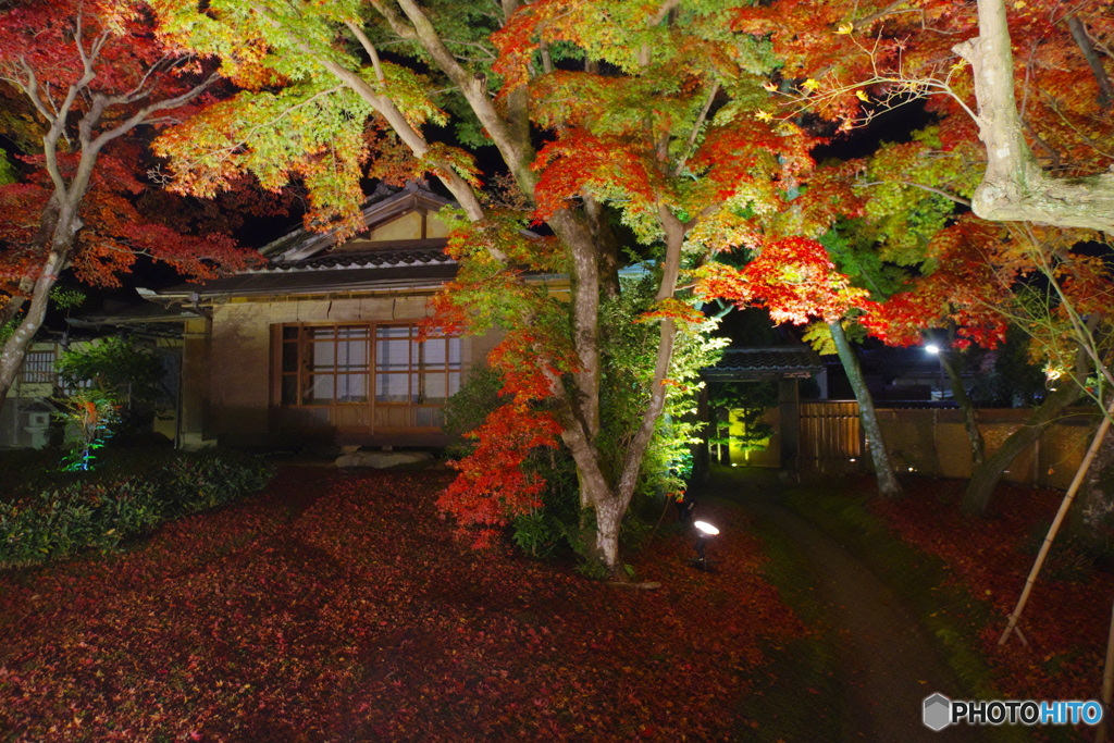 宝厳院の紅葉ライトアップ5（2020京都紅葉）