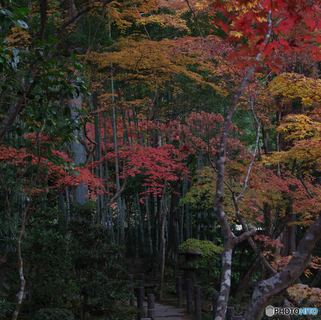2021京の紅葉（天授庵16）