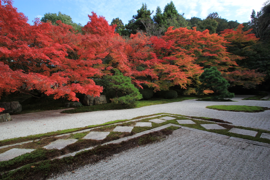 紅葉・天授庵1（本堂前庭1）