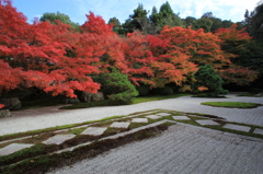 紅葉・天授庵1（本堂前庭1）