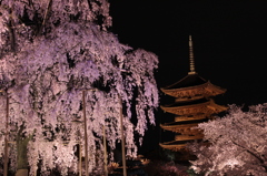 2014京都・桜 4(東寺)