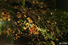 日吉大社紅葉ライトアップ