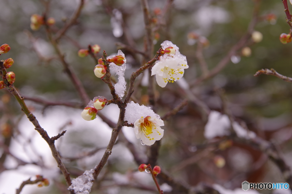 2月9日　金沢・雪（梅林　兼六園4）