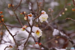 2月9日　金沢・雪（梅林　兼六園4）