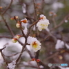 2月9日　金沢・雪（梅林　兼六園4）