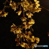 光と影・府立植物園8（’22京さくら）